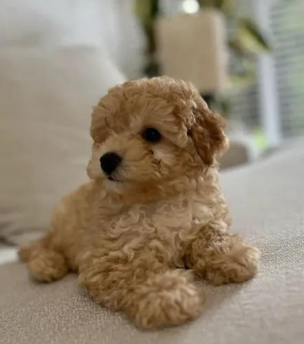 Poodle - Pequenas companhias cheias de amor e diversão