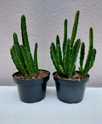 Suculenta Stapelia Hirsuta - Cacto Estrela Rosa - Cada Vaso