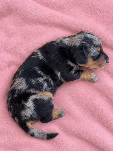 Linda filhote de Dachshund