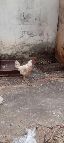 Vende-se 