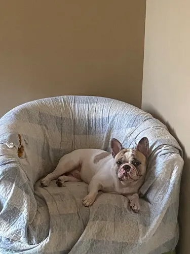 Bulldog Francês disponível para cruzamentos 