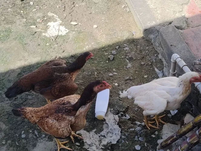 Galinha de raça