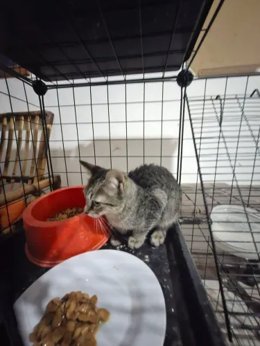 Gatinha para doação 