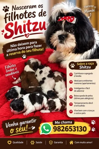 Filhote de shitzu macho e fêmea