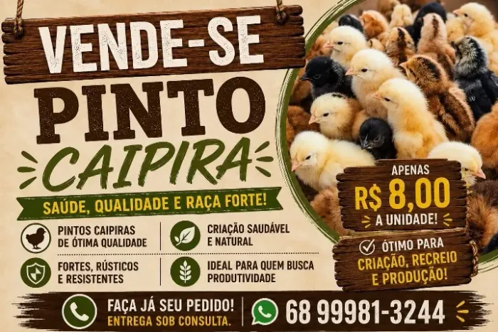 Pintinhos 