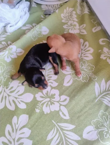 Filhotes Pinscher