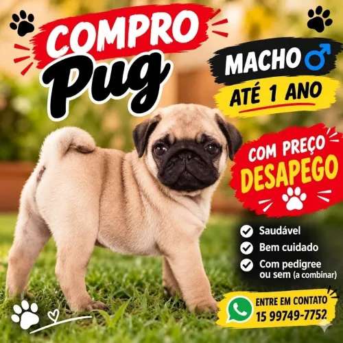 Pug macho