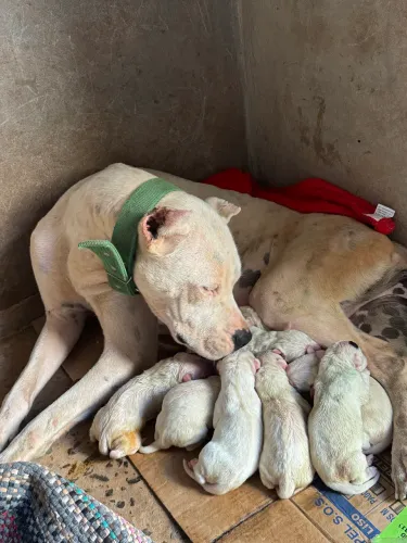 Vendo filhote de Dogo Argentino 