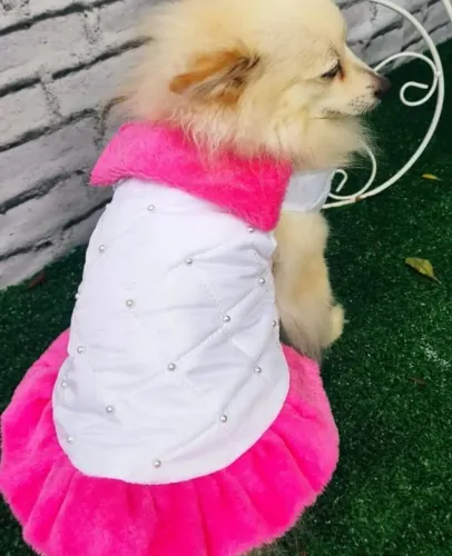 Lote roupa pet