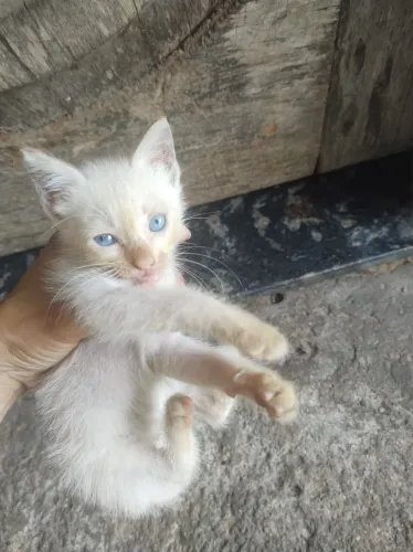 Gatinhos lindos abandonados pra adoção