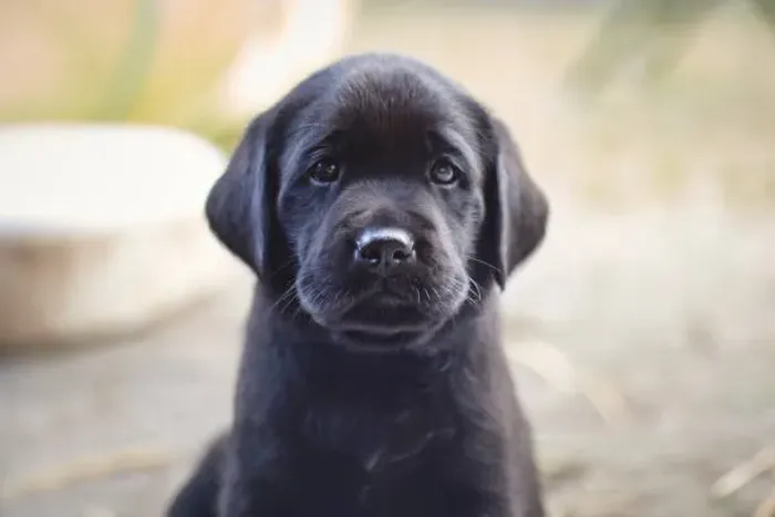 Labrador de Excelente Padrão ?
