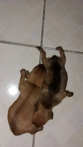 Filhotes de pinscher 