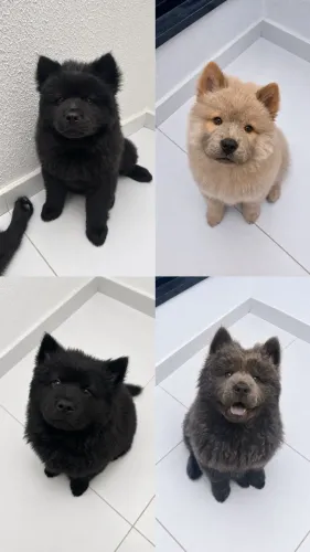 Filhotes de Chow Chow