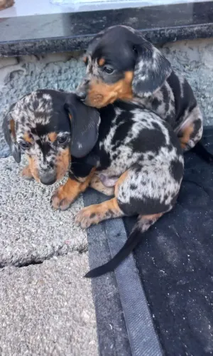 Vendo Filhote de Dachshund Arlequim