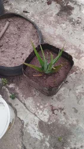 Muda de babosa