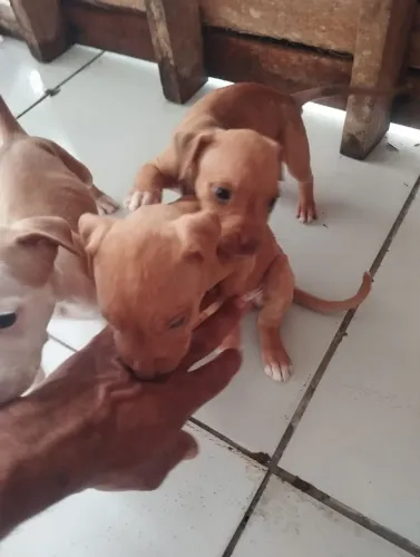 Filhotes de Cachorro Pit Bull 