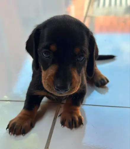 Filhotes de salsicha (Dachshund) disponíveis!