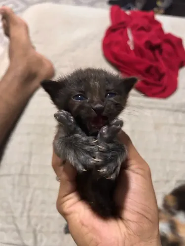 Gatos pra adoção