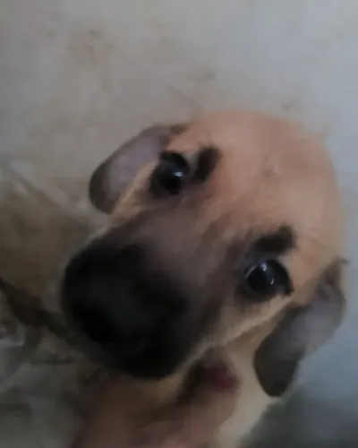 Animais