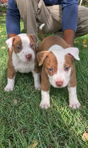 Filhote de cachorro raça pitbull moster *