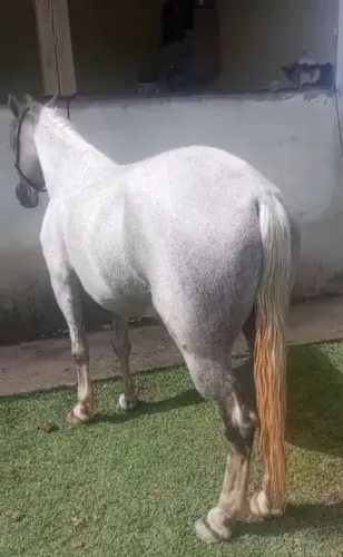 Cavalo mangalarga 
