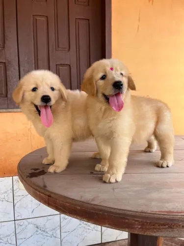 Filhote Golden Retriever Macho
