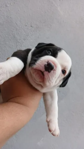 Filhote de pit bull