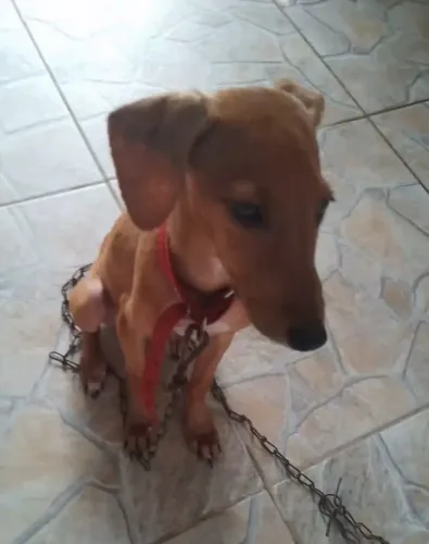 Doa-se cachorro filhote
