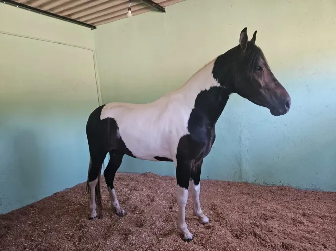 Cavalo Macha Picada