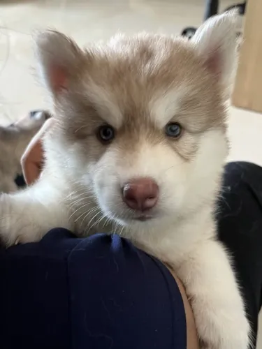 Filhote - husky siberiano disponível