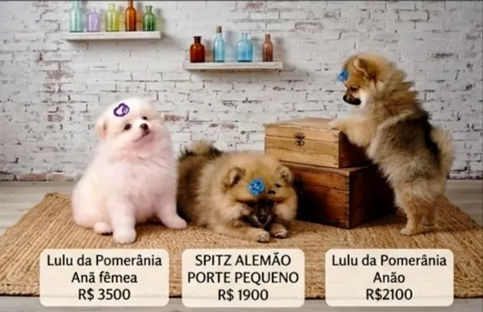 Lulu da Pomerânia 
