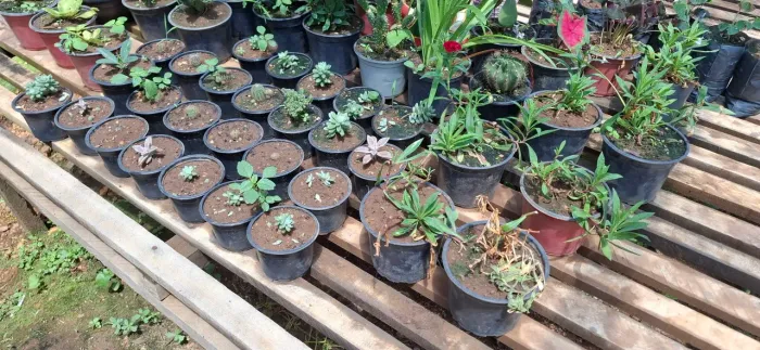 Mini cactos, suculentas e outras plantas para enfeitar sua casa