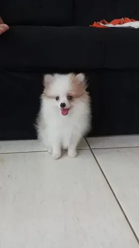 Pagamento do na entrega lulu da pomerania 