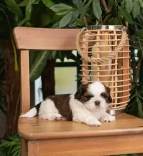 Shih-Tzu Micro Branco e Dourado Fêmea - Pequena, Amorosa e Super Companheira!
