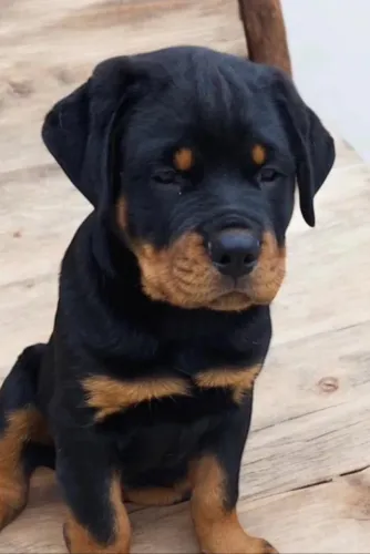 Filhote Rottweiler, Aumigos prontos para conquistar seu coração!