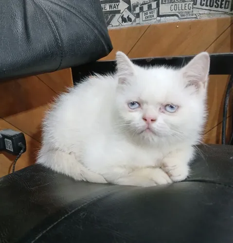 BRITISH SHORTHAIR (macho branco olhos azuis)