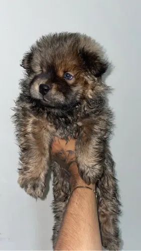 Filhote de Chow Chow puro 