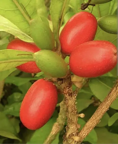 Mudas de Fruta do milagre