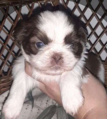 Shih-tzu Certificado em Dia- Filhotes Com Vacinação de Ponta