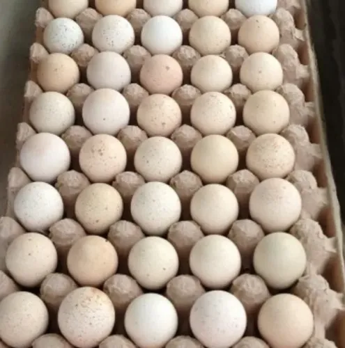 Ovos para incubação da raça codorna perdiz chukar