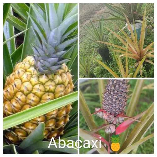 Abacaxi Abacaxi Plantas Mudas