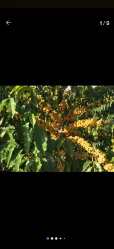 Vendo mudas de café amarelo.