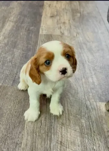Filhote Cavalier King Charles - Vacinado, Vermifugado e com Garantia Genética