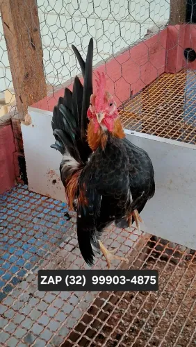 Galo raça serama.  Mini galinha nanica anã. Garnize da Malásia 