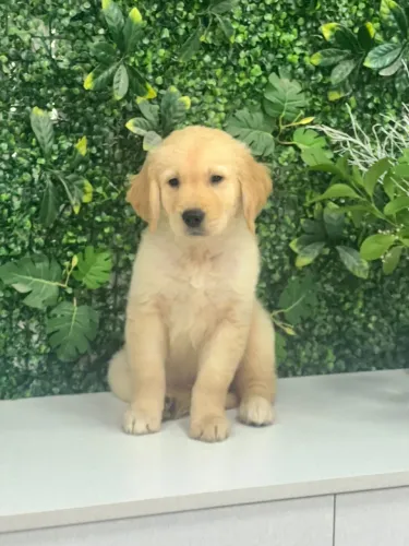 Golden retriever dourado