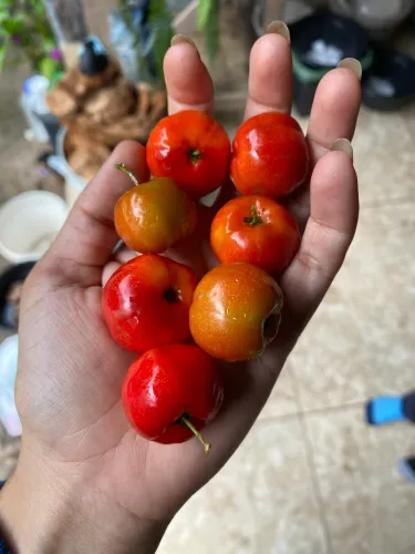 Muda de acerola