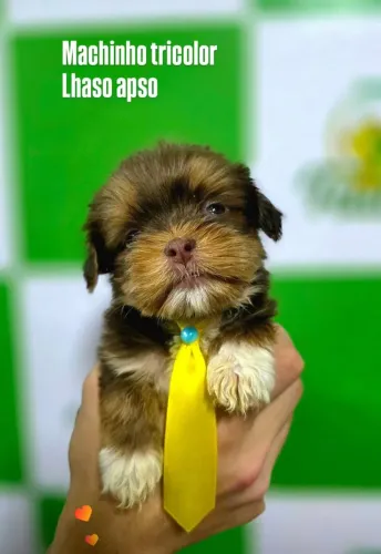 Lhasa apso