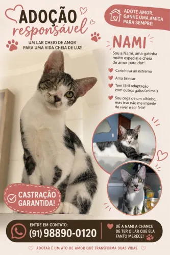 Gatinha disponível para adoção responsável 