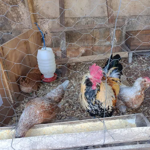 Ganha e galo