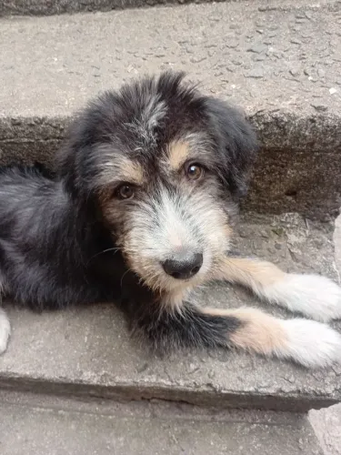 CACHORRO